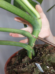 Monstera Green on Green