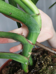 Monstera Green on Green