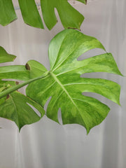 Monstera Green on Green