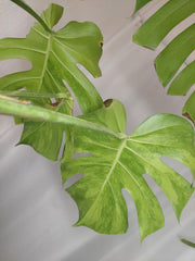 Monstera Green on Green