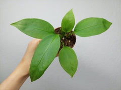 Anthurium Vittarifolium baby