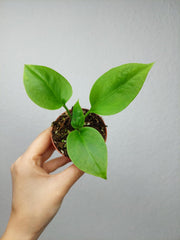 Anthurium Vittarifolium baby