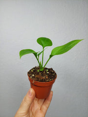 Anthurium Vittarifolium baby
