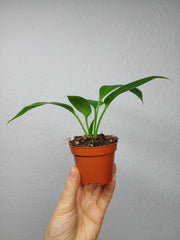 Anthurium Vittarifolium baby