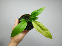 Anthurium Legume