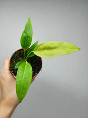 Anthurium Legume