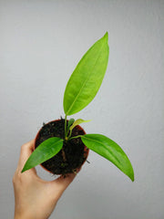 Anthurium Legume