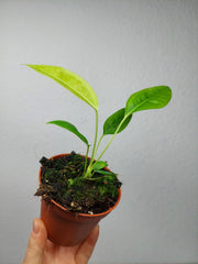 Anthurium Legume