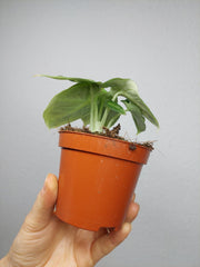 Alocasia Ninja Tricolor