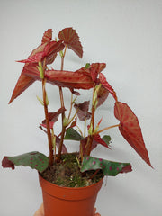 Begonia Amphioxus x Malachosticta buschig