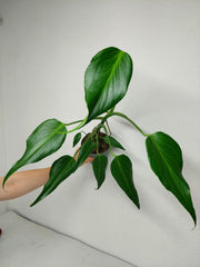 Monstera Burle Marx Flame