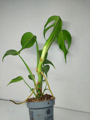 Monstera Burle Marx Flame