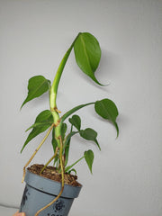 Monstera Burle Marx Flame