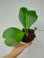 Hoya Kerrii Inner Variegata