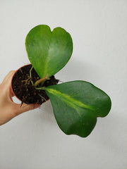 Hoya Kerrii Inner Variegata