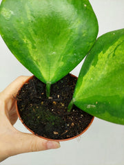 Hoya Kerrii Inner Variegata
