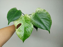 Monstera Devil