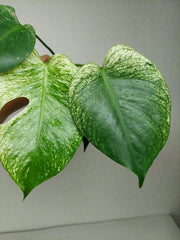 Monstera Devil