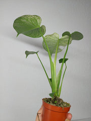 Monstera Devil