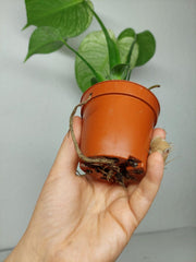 Monstera Devil