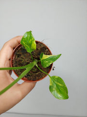 Monstera Electrolight