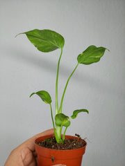 Monstera Electrolight