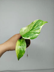 Monstera Electrolight