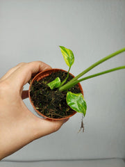 Monstera Electrolight