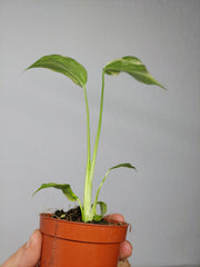 Monstera Electrolight