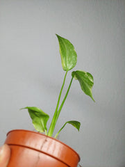 Monstera Electrolight