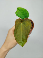 Anthurium Dressleri Baby