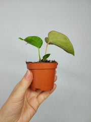 Anthurium Dressleri Baby