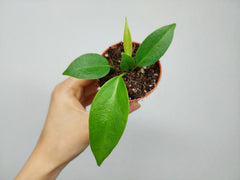 Anthurium Wendlingeri Baby