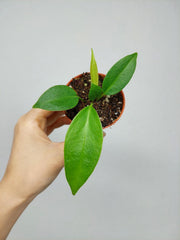 Anthurium Wendlingeri Baby