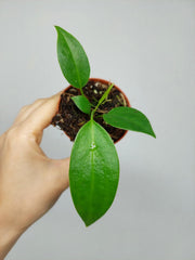 Anthurium Wendlingeri Baby