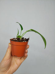 Anthurium Wendlingeri Baby