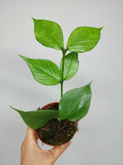 Hoya Polyneura Silver