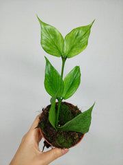 Hoya Polyneura Silver