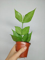 Hoya Polyneura Silver