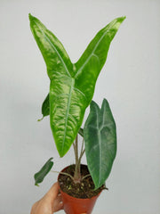 Alocasia Longiloba Silver Crown