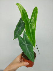 Alocasia Longiloba Silver Crown