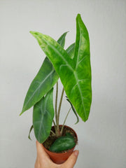 Alocasia Longiloba Silver Crown