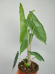 Alocasia Longiloba Silver Crown