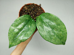 Hoya Rimba Perak