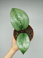 Hoya Rimba Perak