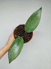 Hoya Rimba Perak