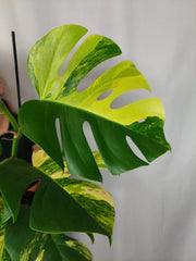 Monstera Aurea