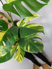 Monstera Aurea