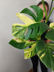 Monstera Aurea