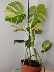 Monstera Aurea